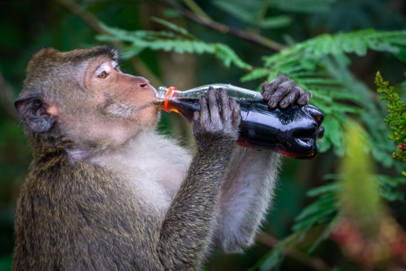 A macaque enjoys a carbonated drink